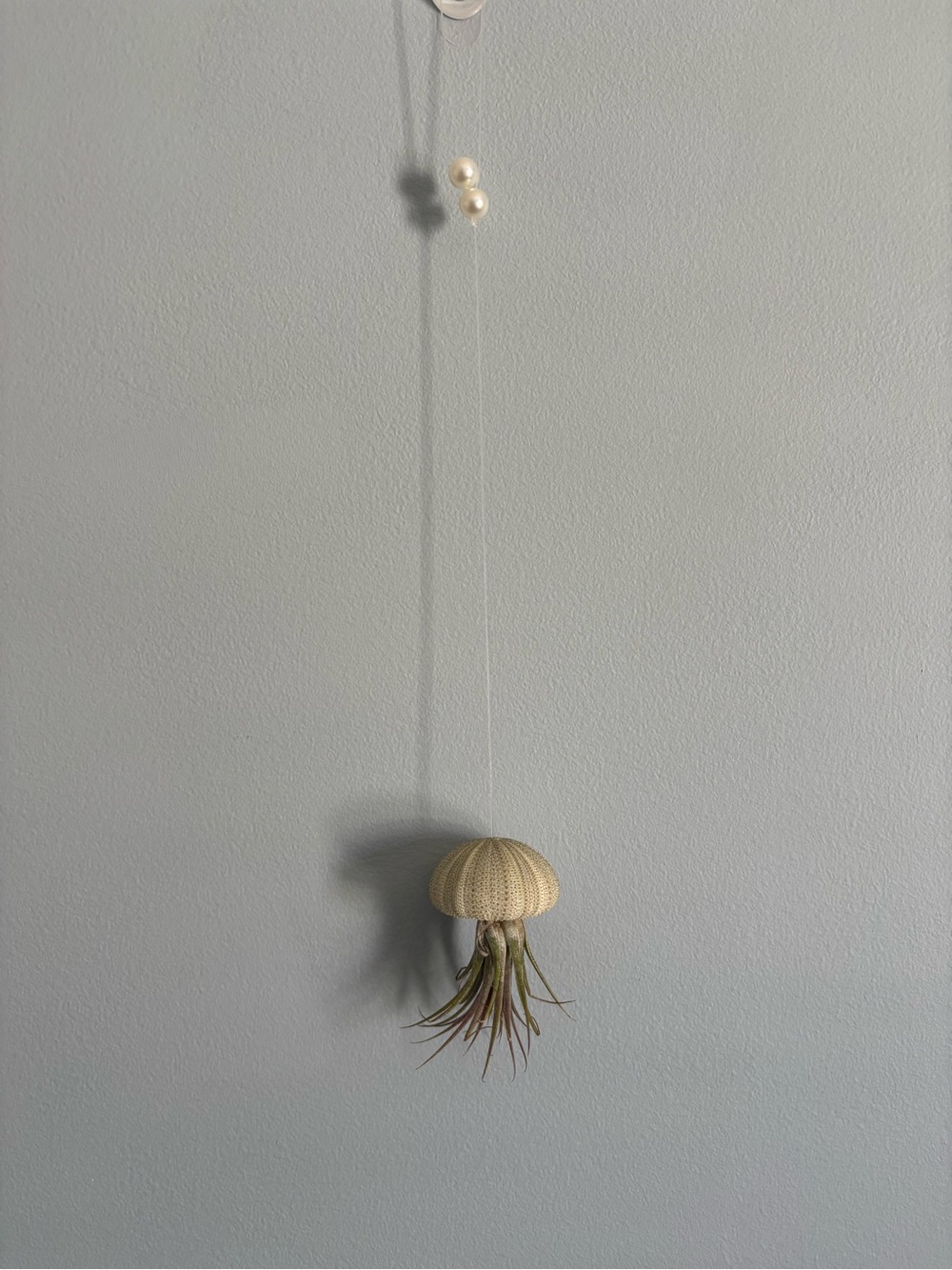 Hanging Sea Urchin Air Plant Holder -Pale Green *includes air plant